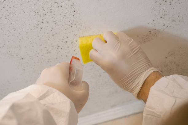 Mold Remediation for Vacation Homes in Virginia, MN